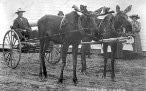 Billy Day- Moose Team
